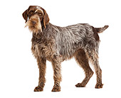 DOG 06 JE0036 01
Wirehaired Pointing Griffon Standing On White Seamless