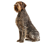 DOG 06 JE0037 01
Wirehaired Pointing Griffon Sitting On White Seamless