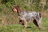 DOG 06 JE0038 01
Wirehaired Pointing Griffon Standing In Grass Field Profile