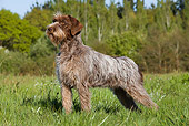 DOG 06 JE0039 01
Wirehaired Pointing Griffon Standing In Grass Field