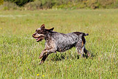 DOG 06 JE0040 01
Wirehaired Pointing Griffon Running Through Grass Field