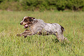 DOG 06 JE0041 01
Wirehaired Pointing Griffon Running Through Grass Field