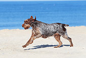DOG 06 JE0042 01
Wirehaired Pointing Griffon Running On Beach
