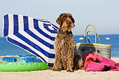 DOG 06 JE0044 01
Wirehaired Pointing Griffon Sitting On Beach By Umbrella And Beach Bag