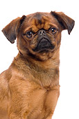 DOG 06 JE0049 01
Head Shot Of Small Brabant Griffon On White Seamless