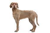 DOG 06 JE0050 01
Magyar Vizsla Standing On White Seamless Profile