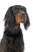 DOG 06 JE0052 01
Portrait Of Gordon Setter Sitting On White Seamless