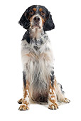 DOG 06 JE0053 01
English Setter Sitting On White Seamless