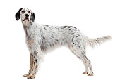 DOG 06 JE0054 01
English Setter Standing On White Seamless Profile