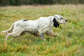 DOG 06 JE0056 01
English Setter On Point In Field
