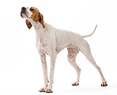 DOG 06 JE0057 01
Pointer Standing On White Seamless