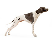 DOG 06 JE0058 01
Pointer Standing On White Seamless Profile