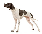 DOG 06 JE0059 01
Pointer Standing On White Seamless
