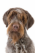 DOG 06 JE0060 01
Head Shot Of Wirehaired Pointing Griffon On White Seamless