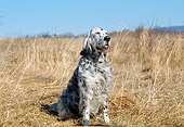 DOG 06 JN0002 01
English Setter Sitting In Meadow