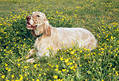 DOG 06 JN0003 01
English Setter Laying In Field Of Buttercups