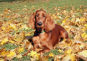DOG 06 JN0005 01
Irish Setter Laying On Grass And Autumn Leaves