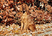 DOG 06 JN0006 01
Irish Setter Sitting In Autumn Leaves