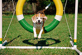 DOG 06 JN0008 01
Beagle Jumping Through Hoop On Grass