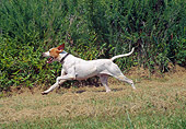 DOG 06 JN0009 01
English Pointer Running Through Gass