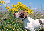 DOG 06 JN0010 01
English Pointer Standing In Tall Grass By Yellow Blossoms
