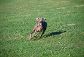 DOG 06 JN0012 01
Weimaraner Running On Grass Field