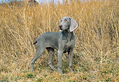 DOG 06 JN0013 01
Weimaraner Standing In Tall Dry Grass