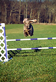 DOG 06 JN0014 01
Weimaraner Jumping Over Pole On Grass Field