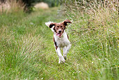 DOG 06 JS0004 01
Drentse Patrijshond Running Through Tall Grass
