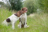 DOG 06 JS0005 01
Two Drentse Patrijshonds Sitting Tall Grass Kissing