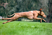 DOG 06 JS0006 01
Vizsla Running Through Grass Profile