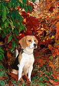 DOG 06 KH0027 01
Beagle Sitting In Fallen Leaves