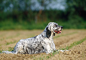 DOG 06 KH0029 01
English Setter Laying In Dirt Profile