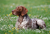 DOG 06 KH0031 01
German Shorthaired Pointer Laying In Grass Field Profile