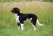 DOG 06 KH0032 01
Small Munsterlander Standing In Grass Field Profile