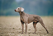 DOG 06 KH0033 01
Weimaraner Standing In Dirt Profile