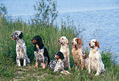 DOG 06 KH0034 01
Group Of English Setters Sitting In Grass Near Water
