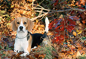 DOG 06 KH0035 01
Beagle Laying In Fallen Leaves