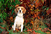 DOG 06 KH0036 01
Beagle Sitting In Fallen Leaves