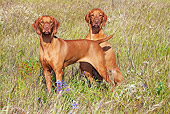 DOG 06 LS0034 01
Vizslas Standing And Sitting In Field Of Tall Grass