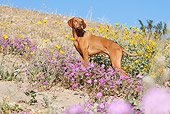 DOG 06 LS0035 01
Vizsla Standing On Hillside In Desert By Yellow And Purple Flowers