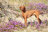 DOG 06 LS0036 01
Vizsla Standing In Desert By Yellow And Purple Flowers
