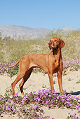 DOG 06 LS0037 01
Vizsla Standing In Desert By Purple Flowers