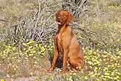 DOG 06 LS0039 01
Vizsla Sitting In Desert By Yellow Flowers