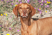DOG 06 LS0040 01
Close-Up Of Vizsla Standing In Desert By Purple And Yellow Flowers