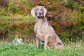 DOG 06 LS0047 01
Weimaraner Sitting In Dew-Wet Clover By Edge Of Pond