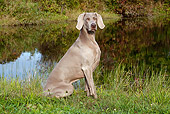 DOG 06 LS0048 01
Weimaraner Sitting In Dew-Wet Clover By Edge Of Pond