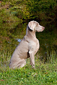 DOG 06 LS0049 01
Weimaraner Sitting In Dew-Wet Clover By Edge Of Pond