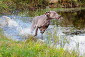 DOG 06 LS0050 01
Weimaraner Running Through Shallow Water In Pond