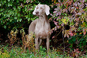 DOG 06 LS0051 01
Weimaraner Standing By Shrubs And Virginia Creeper Vines